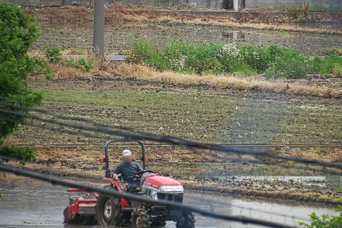 近所でトリ見～家から200mでムナグロの大群～_d0137627_23045281.jpg