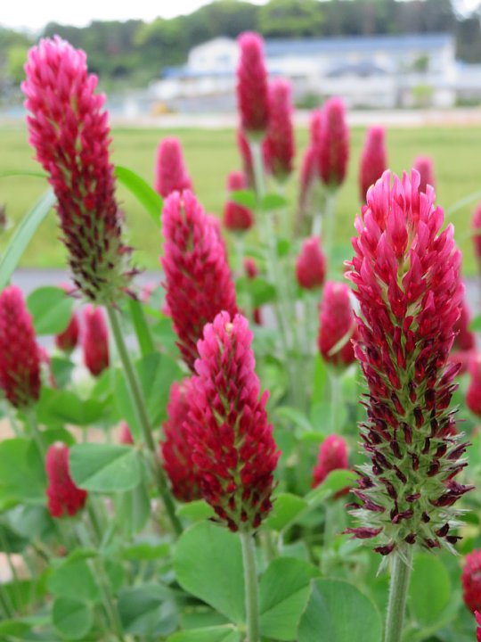 年5月16日 ストロベリートーチの赤い花 今日の風に吹かれましょう