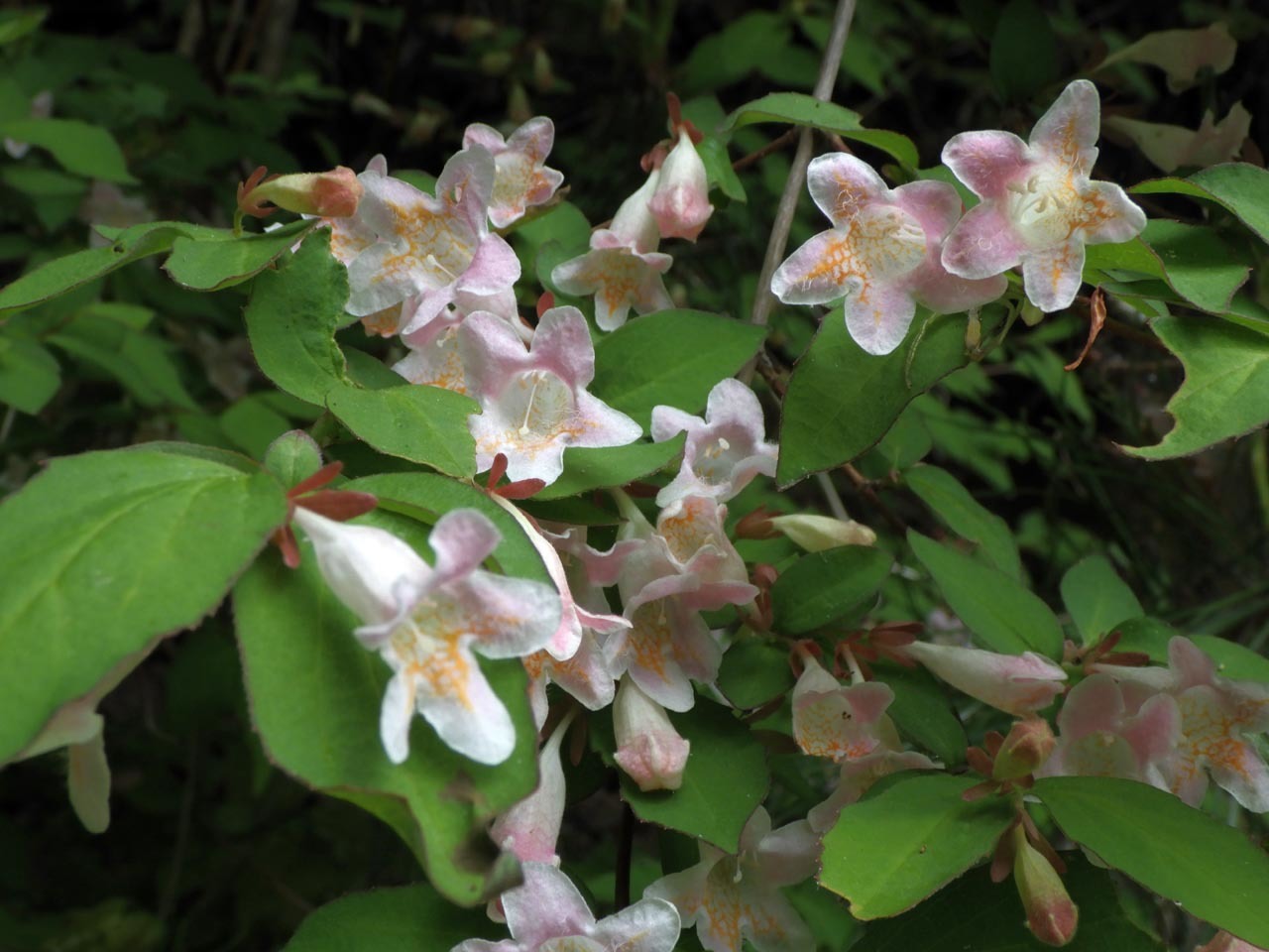 淡いピンク色の花をつけたツクバネウツギ 六甲山花紀行