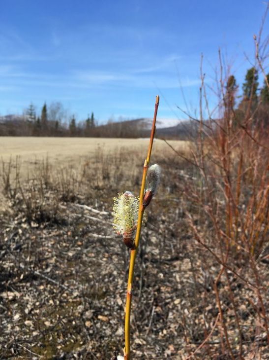 ヤナギの花 アラスカ便り ヤナギの花 アラスカ便り