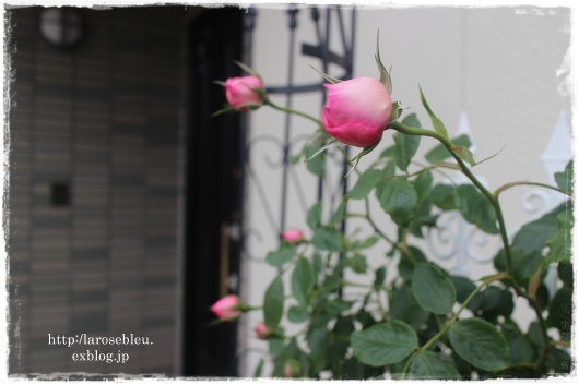 ザ ミル オン ザ フロス がもうすぐ La Rose 薔薇の庭 ザ ミル オン ザ フロス がもうすぐ La Rose 薔薇の庭