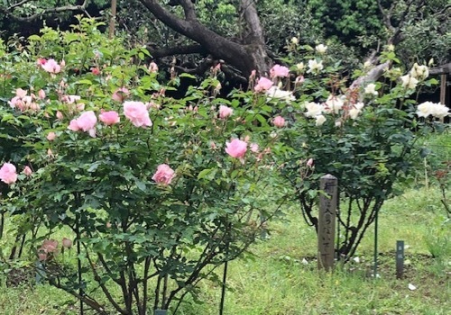 2020年5月 駒場公園のバラたち_a0094959_17354533.jpg