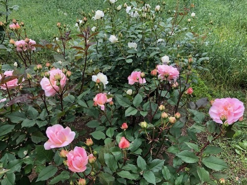 2020年5月 駒場公園のバラたち_a0094959_17372392.jpg