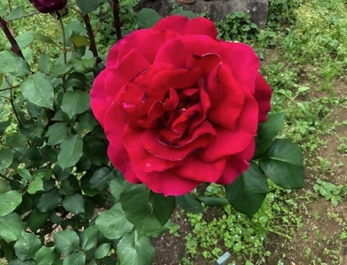 2020年5月 駒場公園のバラたち_a0094959_17413994.jpg