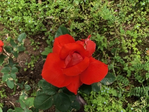 2020年5月 駒場公園のバラたち_a0094959_17424005.jpg