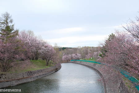 聖台ダムの桜が咲きました~美瑛_d0340565_19434861.jpg