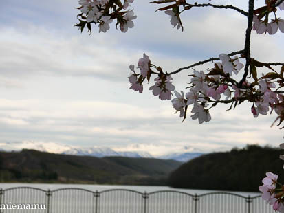 聖台ダムの桜が咲きました~美瑛_d0340565_19440347.jpg