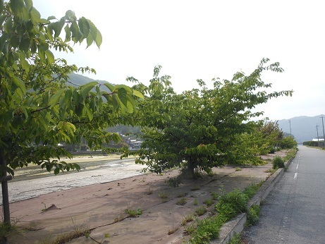 河津桜にサクランボ_e0175370_21161521.jpg