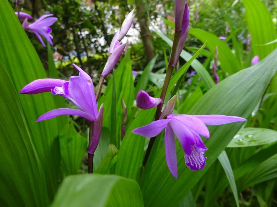 庭の花　春その１１_f0059673_23460428.jpg