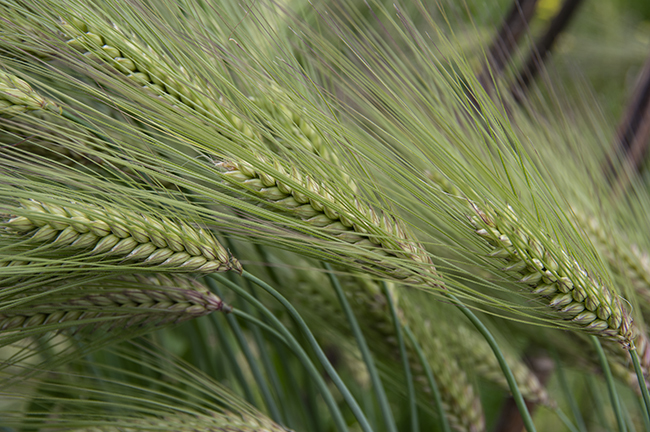 もち麦の美しさと稲の発芽 良え畝のブログ