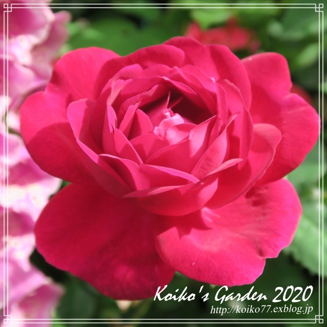 Koiko\'s Rose collection 2020_d0049381_17433318.jpg