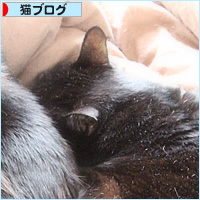 でかい猫_a0389088_02401524.jpg