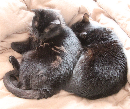 でかい猫_a0389088_02401526.jpg
