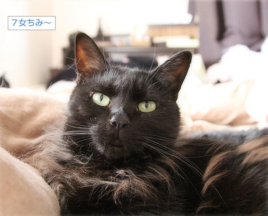 でかい猫 ちいさなチカラ