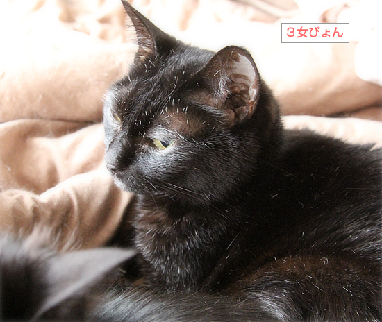 でかい猫_a0389088_02401584.jpg
