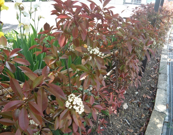 レッドロビンの花は手毬咲きでした 楽餓鬼 レッドロビンの花は手毬咲きでした 楽餓鬼
