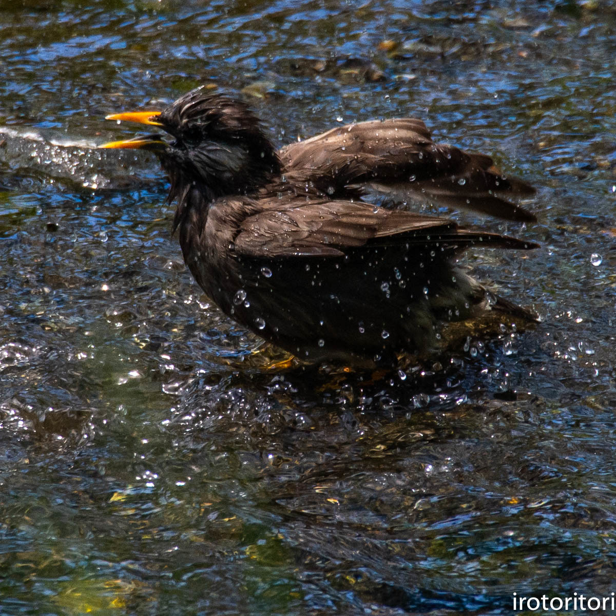 水浴び　　（ムクドリ）　　2020/05/10_d0146592_23594157.jpg