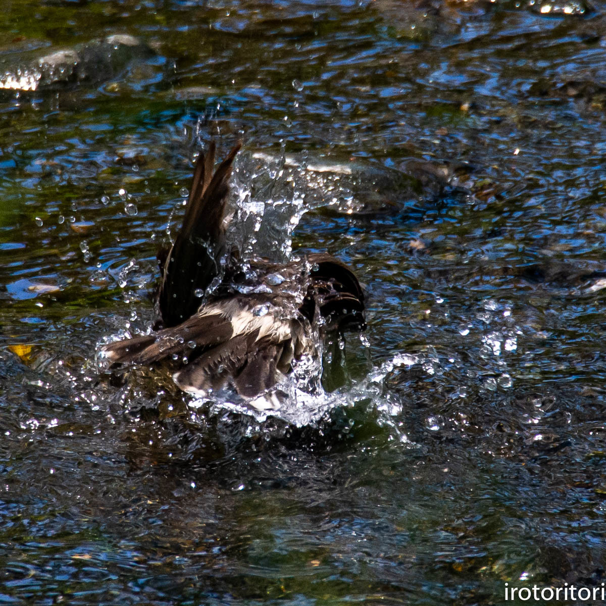 水浴び　　（ムクドリ）　　2020/05/10_d0146592_23595067.jpg