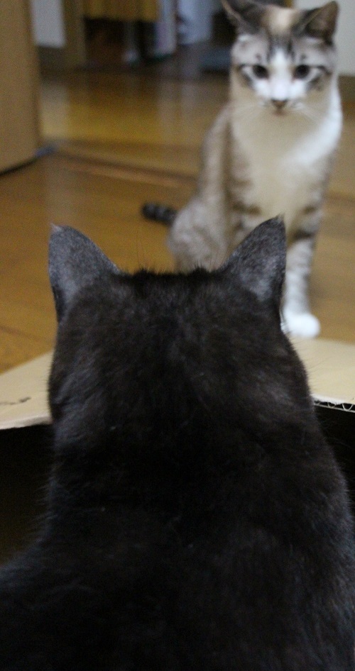 おうち時間_a0333195_15341570.jpg