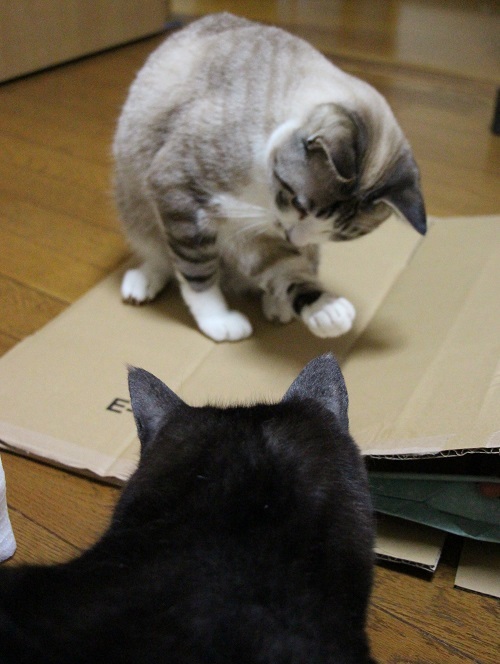 おうち時間_a0333195_15342573.jpg