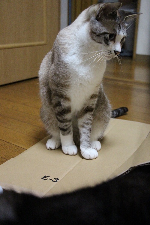 おうち時間_a0333195_15342948.jpg