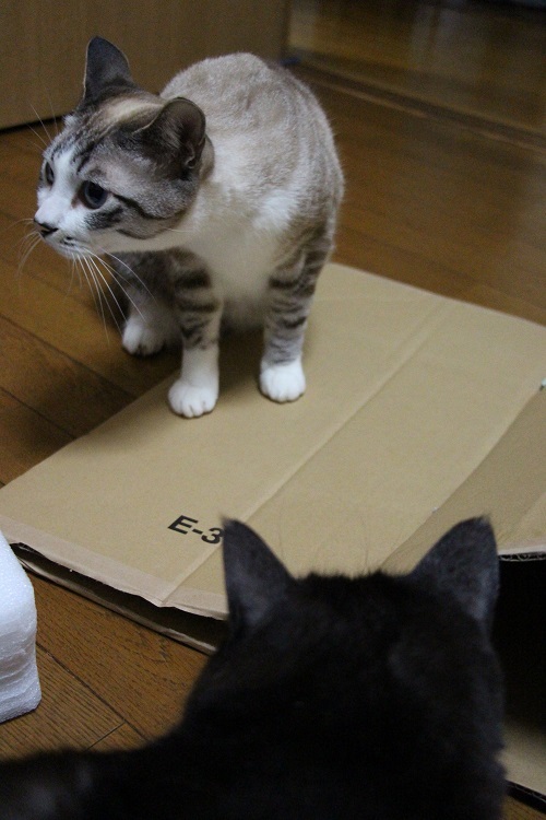おうち時間_a0333195_15343462.jpg
