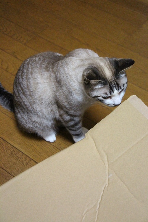 おうち時間_a0333195_15343894.jpg