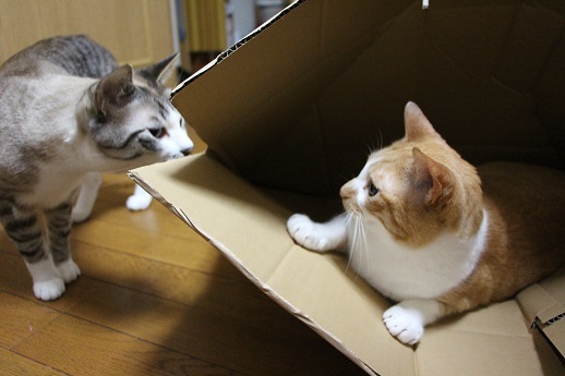 おうち時間_a0333195_15344673.jpg