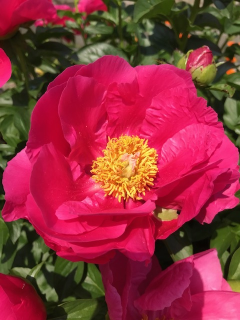畑の花_f0204295_16202361.jpg
