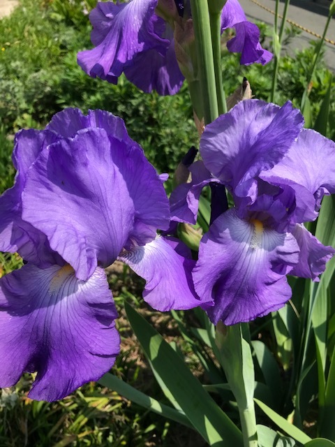 畑の花_f0204295_16203941.jpg