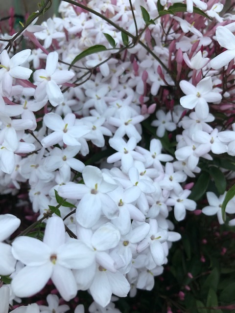 畑の花_f0204295_16204921.jpg