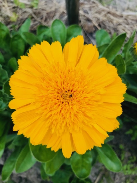 畑の花_f0204295_16210055.jpg