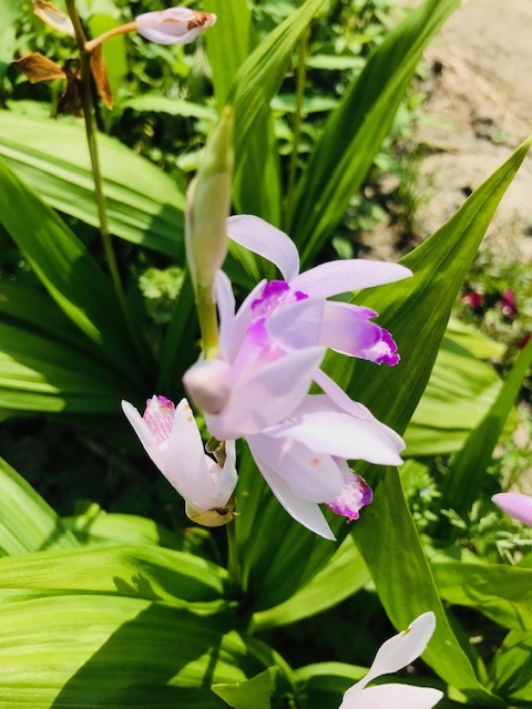 畑の花_f0204295_16211262.jpg