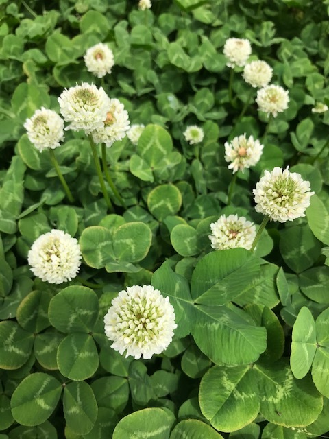 畑の花_f0204295_16213720.jpg