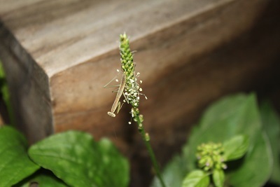 大葉子　　藍の花_e0354596_18082642.jpg