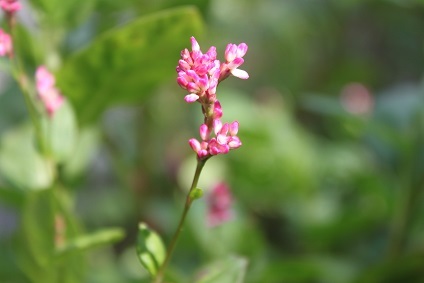 大葉子　　藍の花_e0354596_18174928.jpg