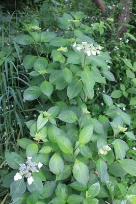 自生額紫陽花　　隅田の花火_e0354596_18272447.jpg