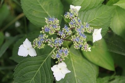 自生額紫陽花　　隅田の花火_e0354596_18282116.jpg