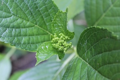 自生額紫陽花　　隅田の花火_e0354596_18352891.jpg