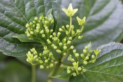 自生額紫陽花　　隅田の花火_e0354596_18394895.jpg