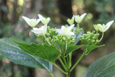 自生額紫陽花　　隅田の花火_e0354596_18403592.jpg