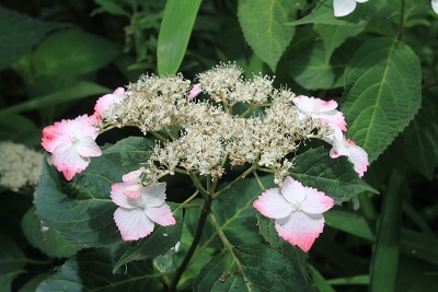 青額紫陽花　　紅額紫陽花  　 青葛藤の花_e0354596_19455175.jpg