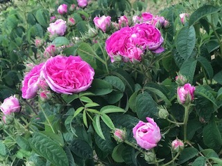 靭公園の空気。薔薇とクレープと友情と。_a0050302_16472885.jpg