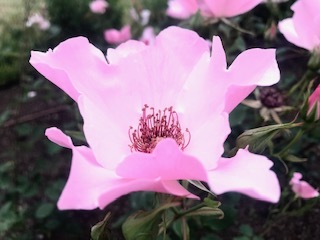 靭公園の空気。薔薇とクレープと友情と。_a0050302_16474302.jpg