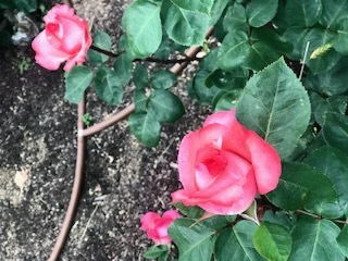 靭公園の空気。薔薇とクレープと友情と。_a0050302_16475208.jpg