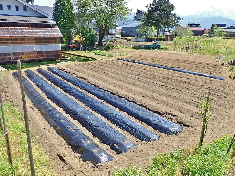 兼業農家は家庭菜園のマルチ掛け作業_c0336902_17421672.jpg