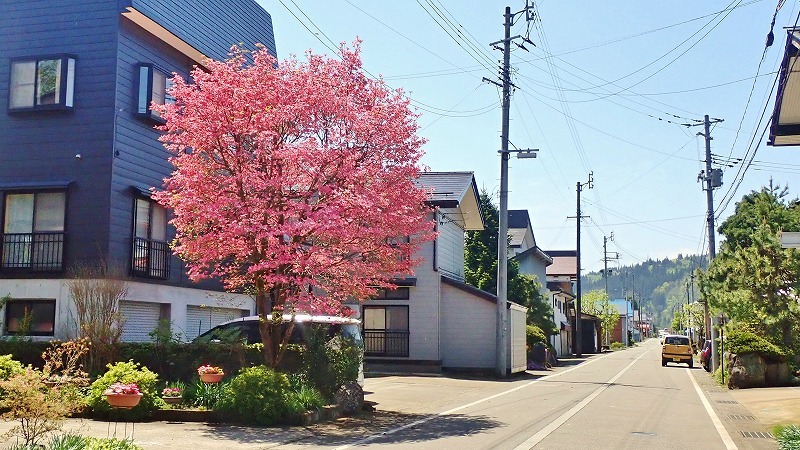 兼業農家は家庭菜園のマルチ掛け作業_c0336902_17421969.jpg