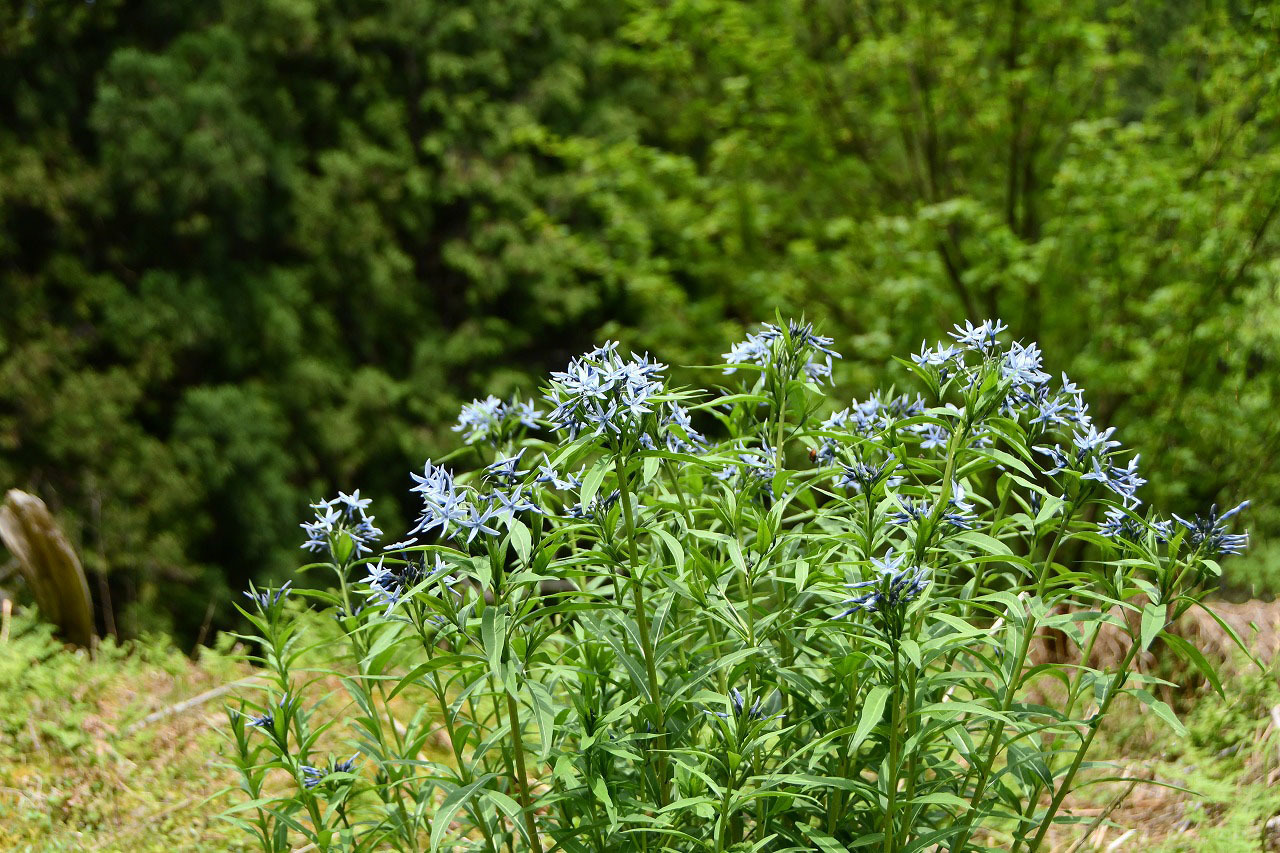 チョウジソウ キョウチクトウ科 私の植物観察日記 チョウジソウ キョウチクトウ科 私の植物観察日記