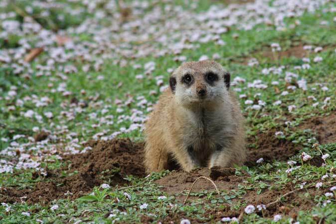 めっちゃ見てくるミーアキャットとライオン男子「アレン&トウヤ」(千葉市動物公園 June 2019)_b0355317_21504998.jpg