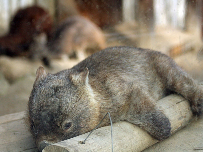 動物園放浪記